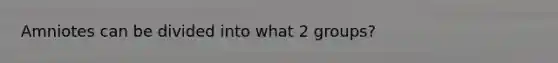 Amniotes can be divided into what 2 groups?