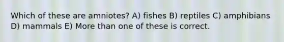 Which of these are amniotes? A) fishes B) reptiles C) amphibians D) mammals E) More than one of these is correct.