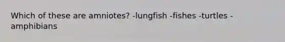 Which of these are amniotes? -lungfish -fishes -turtles -amphibians