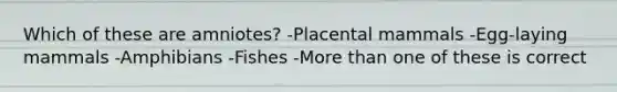 Which of these are amniotes? -Placental mammals -Egg-laying mammals -Amphibians -Fishes -More than one of these is correct