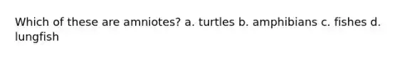 Which of these are amniotes? a. turtles b. amphibians c. fishes d. lungfish