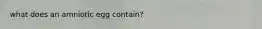 what does an amniotic egg contain?