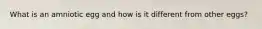 What is an amniotic egg and how is it different from other eggs?