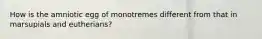 How is the amniotic egg of monotremes different from that in marsupials and eutherians?