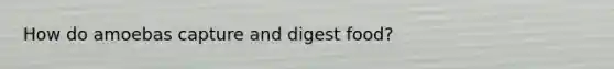 How do amoebas capture and digest food?