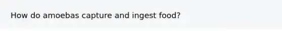 How do amoebas capture and ingest food?
