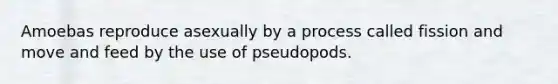 Amoebas reproduce asexually by a process called fission and move and feed by the use of pseudopods.