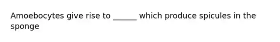 Amoebocytes give rise to ______ which produce spicules in the sponge