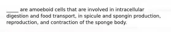 _____ are amoeboid cells that are involved in intracellular digestion and food transport, in spicule and spongin production, reproduction, and contraction of the sponge body.