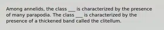 Among annelids, the class ___ is characterized by the presence of many parapodia. The class ___ is characterized by the presence of a thickened band called the clitellum.