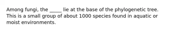 Among fungi, the _____ lie at the base of the phylogenetic tree. This is a small group of about 1000 species found in aquatic or moist environments.