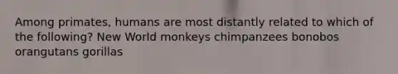 Among primates, humans are most distantly related to which of the following? New World monkeys chimpanzees bonobos orangutans gorillas