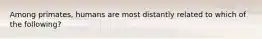 Among primates, humans are most distantly related to which of the following?