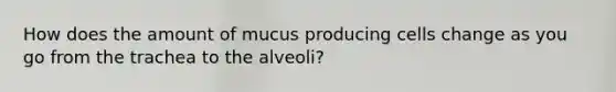 How does the amount of mucus producing cells change as you go from the trachea to the alveoli?