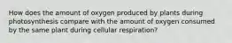 How does the amount of oxygen produced by plants during photosynthesis compare with the amount of oxygen consumed by the same plant during cellular respiration?