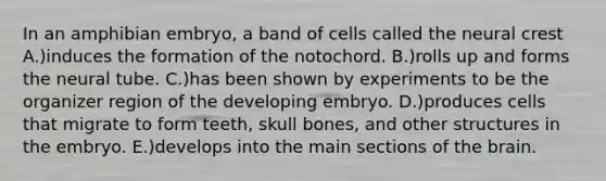 In an amphibian embryo, a band of cells called the neural crest A.)induces the formation of the notochord. B.)rolls up and forms the neural tube. C.)has been shown by experiments to be the organizer region of the developing embryo. D.)produces cells that migrate to form teeth, skull bones, and other structures in the embryo. E.)develops into the main sections of the brain.