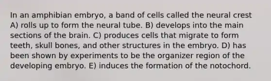 In an amphibian embryo, a band of cells called the neural crest A) rolls up to form the neural tube. B) develops into the main sections of the brain. C) produces cells that migrate to form teeth, skull bones, and other structures in the embryo. D) has been shown by experiments to be the organizer region of the developing embryo. E) induces the formation of the notochord.