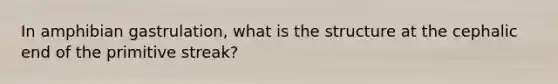 In amphibian gastrulation, what is the structure at the cephalic end of the primitive streak?