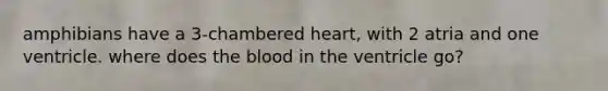 amphibians have a 3-chambered heart, with 2 atria and one ventricle. where does <a href='https://www.questionai.com/knowledge/k7oXMfj7lk-the-blood' class='anchor-knowledge'>the blood</a> in the ventricle go?