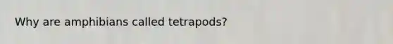 Why are amphibians called tetrapods?