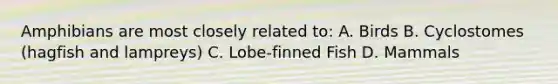 Amphibians are most closely related to: A. Birds B. Cyclostomes (hagfish and lampreys) C. Lobe-finned Fish D. Mammals