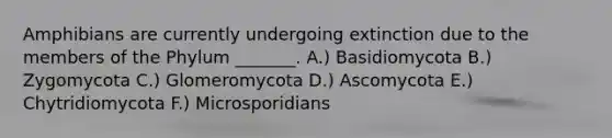 Amphibians are currently undergoing extinction due to the members of the Phylum _______. A.) Basidiomycota B.) Zygomycota C.) Glomeromycota D.) Ascomycota E.) Chytridiomycota F.) Microsporidians