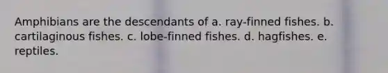 Amphibians are the descendants of a. ray-finned fishes. b. cartilaginous fishes. c. lobe-finned fishes. d. hagfishes. e. reptiles.