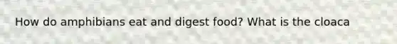 How do amphibians eat and digest food? What is the cloaca