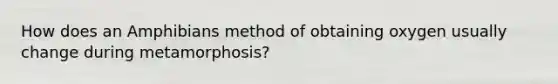 How does an Amphibians method of obtaining oxygen usually change during metamorphosis?