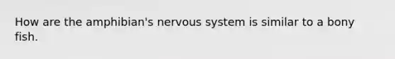 How are the amphibian's nervous system is similar to a bony fish.