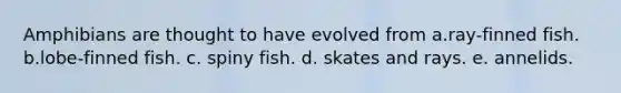 Amphibians are thought to have evolved from a.ray-finned fish. b.lobe-finned fish. c. spiny fish. d. skates and rays. e. annelids.