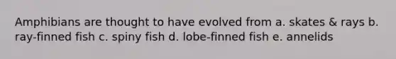 Amphibians are thought to have evolved from a. skates & rays b. ray-finned fish c. spiny fish d. lobe-finned fish e. annelids