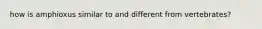 how is amphioxus similar to and different from vertebrates?