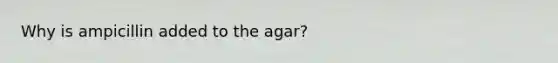 Why is ampicillin added to the agar?