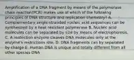 Amplification of a DNA fragment by means of the polymerase chain reaction(PCR) makes use of which of the following principles of DNA structure and replication chemistry? A. Complementary single-stranded nucleic acid sequences can be synthesized by a heat resistant polymerase B. Nucleic acid molecules can be separated by size by means of electrophoresis. C. A restriction enzyme cleaves DNA molecules only at the enzyme's restrictions site. D. DNA fragments can by separated by charge E. Human DNA is unique and totally different from all other species DNA