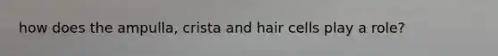 how does the ampulla, crista and hair cells play a role?