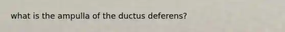 what is the ampulla of the ductus deferens?