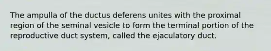 The ampulla of the ductus deferens unites with the proximal region of the seminal vesicle to form the terminal portion of the reproductive duct system, called the ejaculatory duct.