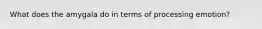 What does the amygala do in terms of processing emotion?