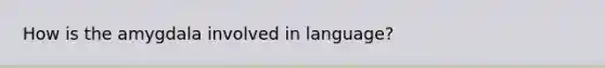 How is the amygdala involved in language?