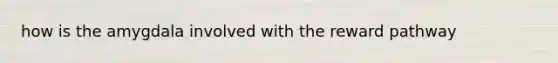 how is the amygdala involved with the reward pathway