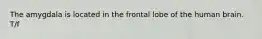 The amygdala is located in the frontal lobe of the human brain. T/f