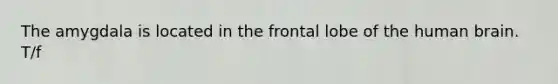 The amygdala is located in the frontal lobe of the human brain. T/f
