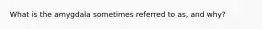 What is the amygdala sometimes referred to as, and why?