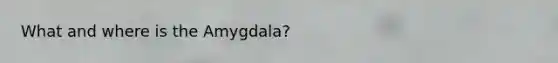 What and where is the Amygdala?