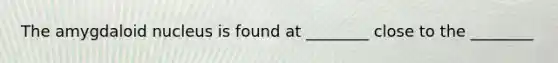 The amygdaloid nucleus is found at ________ close to the ________