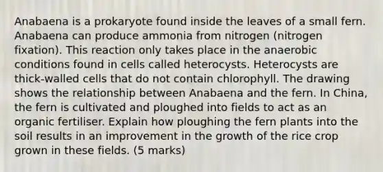 Anabaena is a prokaryote found inside the leaves of a small fern. Anabaena can produce ammonia from nitrogen (nitrogen fixation). This reaction only takes place in the anaerobic conditions found in cells called heterocysts. Heterocysts are thick-walled cells that do not contain chlorophyll. The drawing shows the relationship between Anabaena and the fern. In China, the fern is cultivated and ploughed into fields to act as an organic fertiliser. Explain how ploughing the fern plants into the soil results in an improvement in the growth of the rice crop grown in these fields. (5 marks)