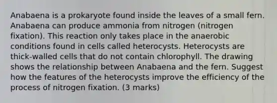 Anabaena is a prokaryote found inside the leaves of a small fern. Anabaena can produce ammonia from nitrogen (nitrogen fixation). This reaction only takes place in the anaerobic conditions found in cells called heterocysts. Heterocysts are thick-walled cells that do not contain chlorophyll. The drawing shows the relationship between Anabaena and the fern. Suggest how the features of the heterocysts improve the efficiency of the process of nitrogen fixation. (3 marks)