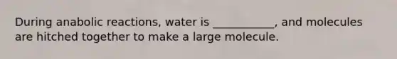 During anabolic reactions, water is ___________, and molecules are hitched together to make a large molecule.