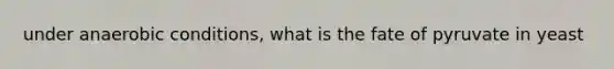 under anaerobic conditions, what is the fate of pyruvate in yeast